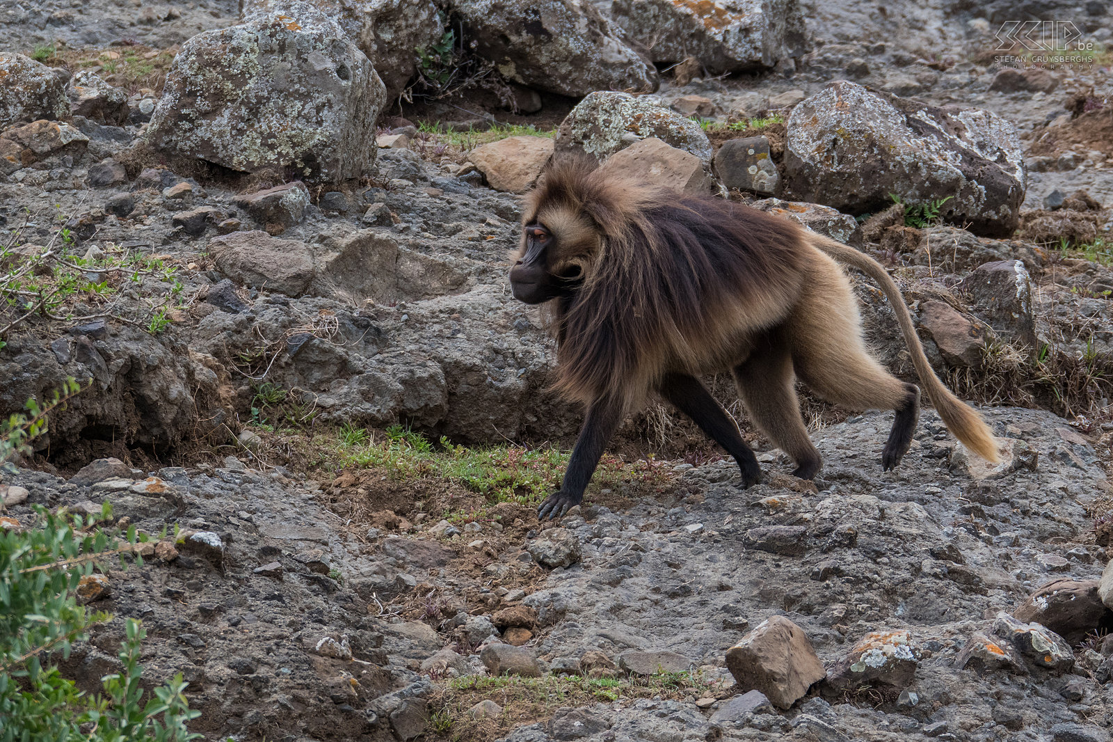 Debre Libanos - Male gelada The gelada (Theropithecus gelada) is a baboon species that only lives in the high mountains of northern Ethiopia. They mainly feed on grass that they pick with their hands. It is the only monkey species that grazes. Gelada's life in large groups. Within the group, distinct harems can be distinguished: an adult male, a bunch of females and juveniles. Adult males stands out with their long heavy cape of hair and bright patch of skin on their chest. Stefan Cruysberghs
